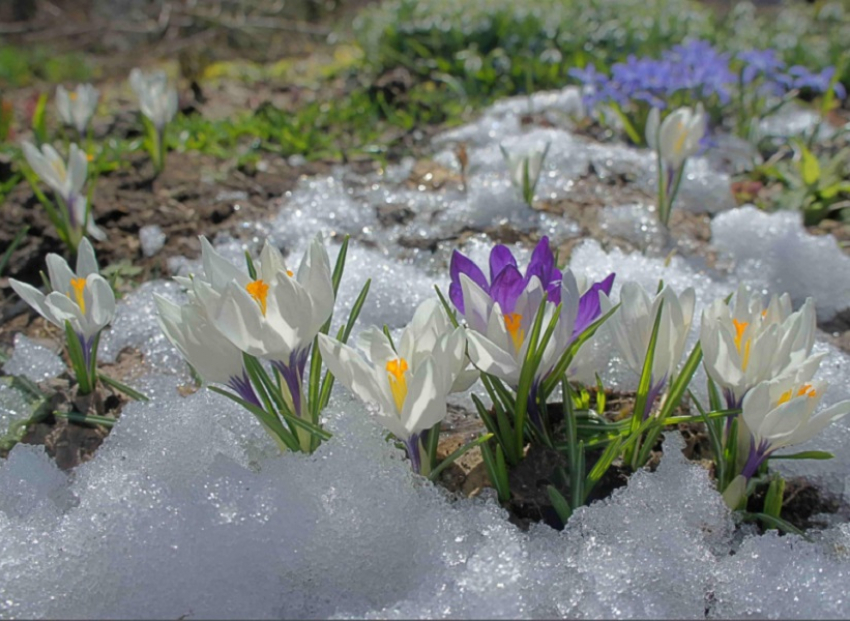 Когда в Воронежскую область придёт полноценная весна, рассказали синоптики
