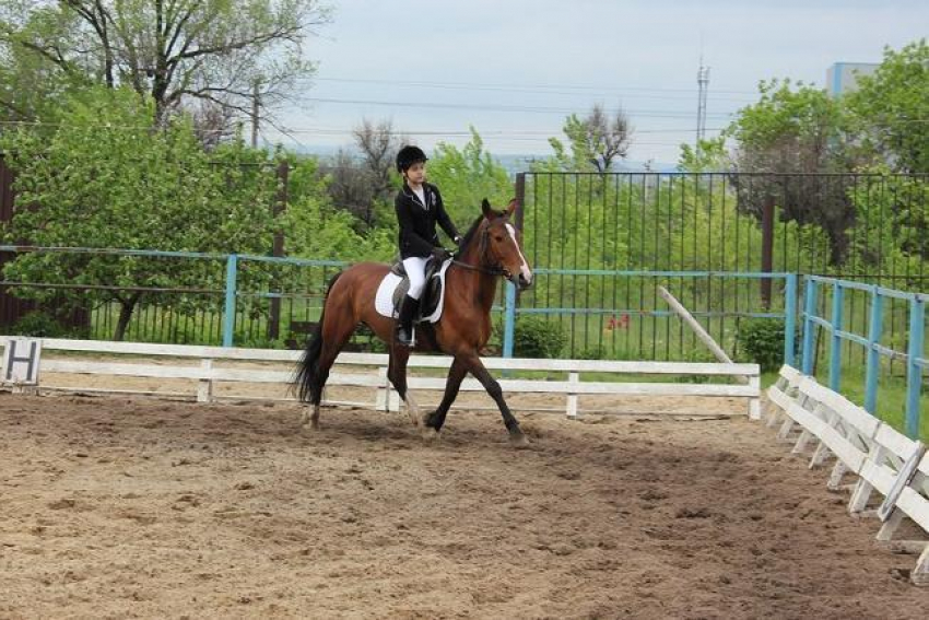 В Борисоглебске прошло Первенство округа по конному спорту