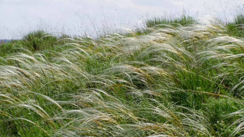 В Воронежской области появится новый природный заказник