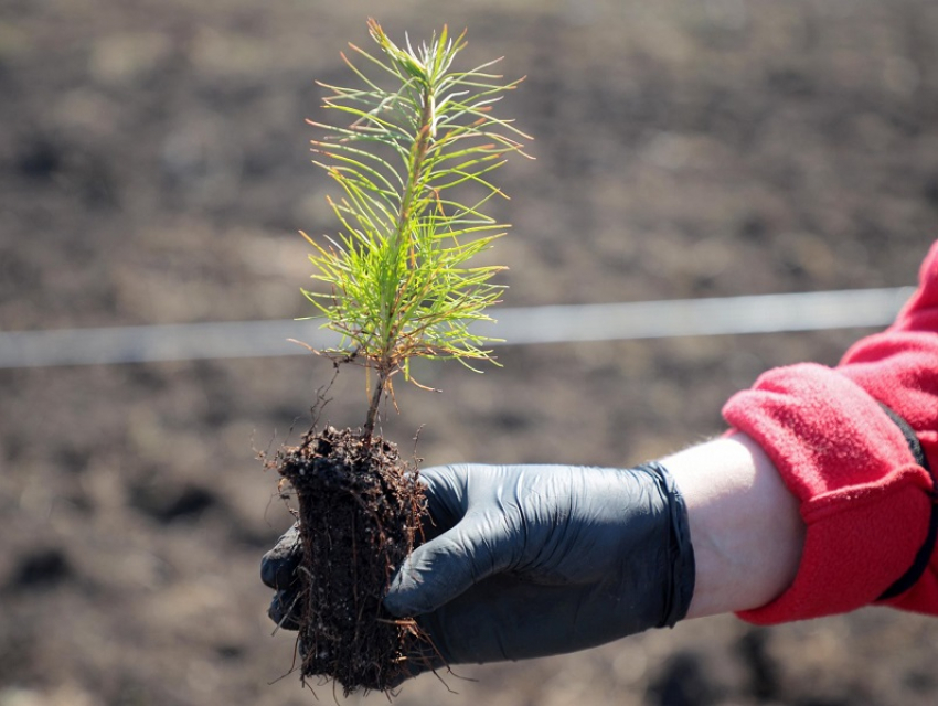 Весенняя кампания по посадке леса стартовала в Воронежской области 
