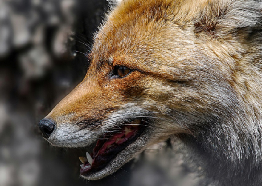 Как вести себя при встречах с дикими животными, рассказали жителям Воронежской области