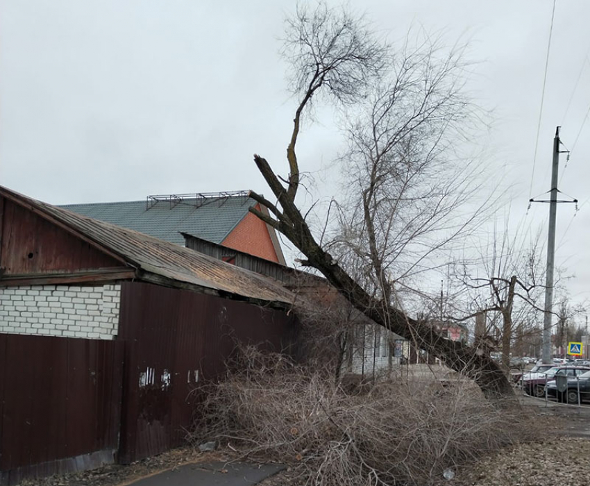 В Борисоглебске на здание  падает аварийное дерево