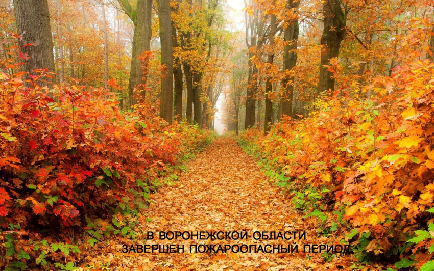 В лесах Воронежской области официально завершен пожароопасный сезон