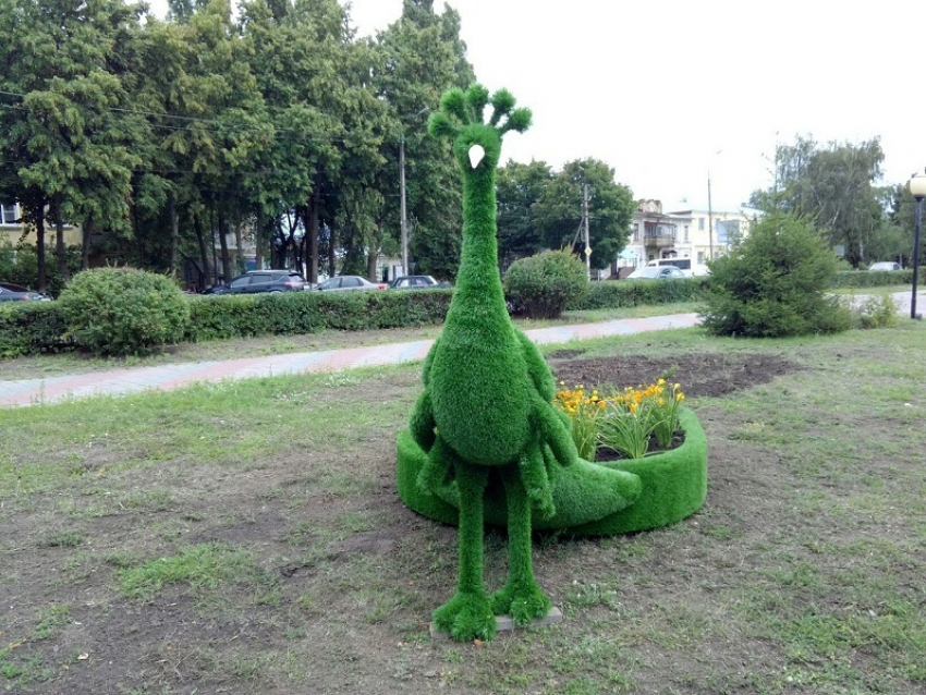 Цветочных павлинов подарили борисоглебцам местные фермеры