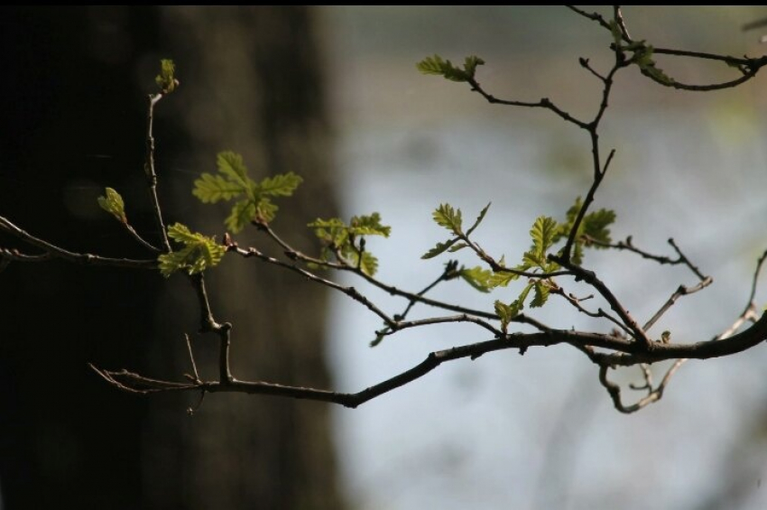 На две недели раньше обычного в Воронежской области началась «зеленая весна» 