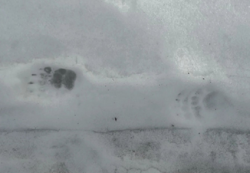 В Хопёрском заповеднике после зимней спячки проснулся барсук