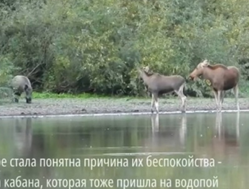 Кто самый крутой на водопое выяснили звери в Хопёрском заповеднике