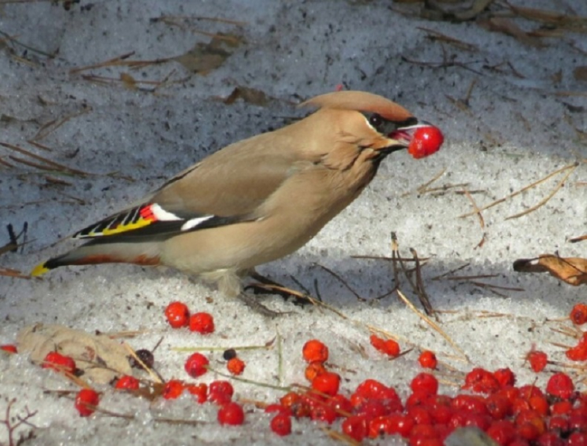 Воронежские специалисты опровергли миф о «птичьем запое»