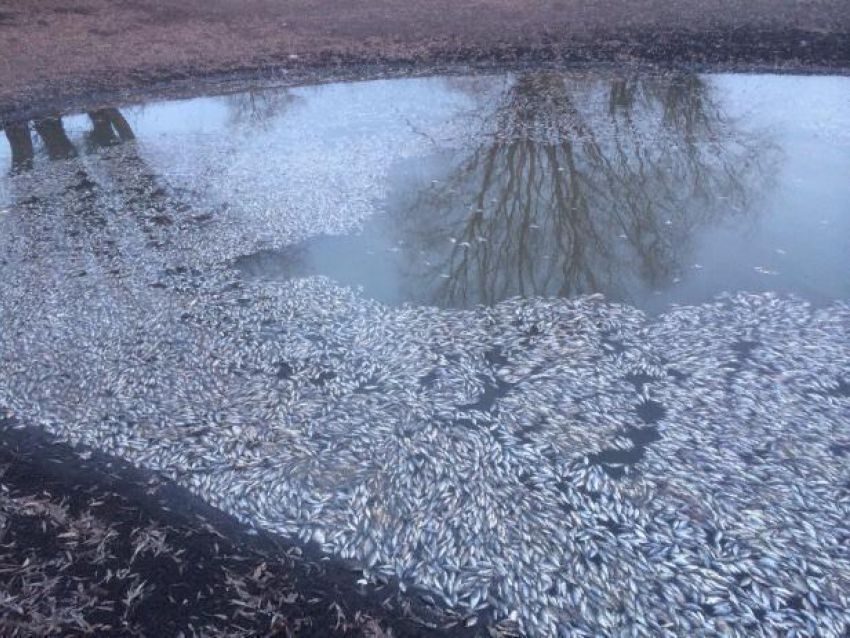 Поверхность одного из водоемов в Борисоглебском районе заволокло мертвой рыбой