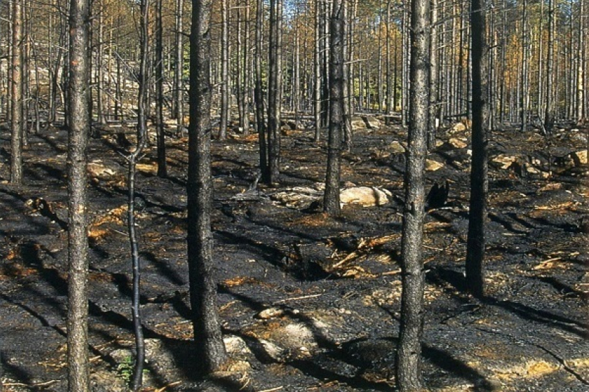 В Новохопёрском лесничестве уберут более 200 гектаров горельника