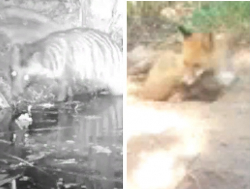 Отдыхающая лиса и крадущаяся енотовидная собака попали на видео в Хоперском заповеднике