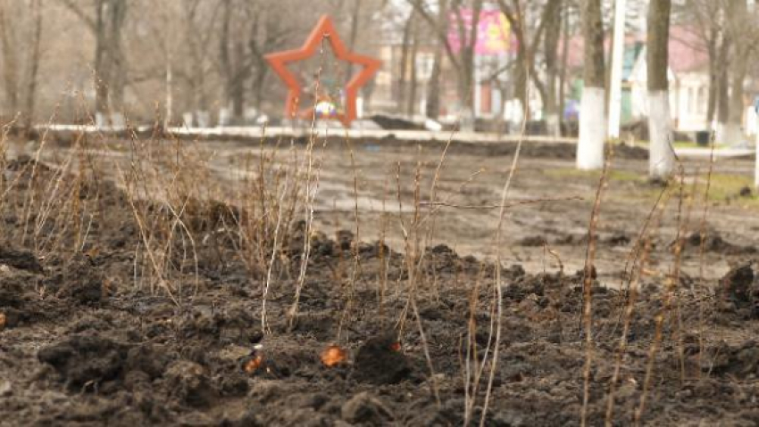 В сквере Борисоглебска неизвестные выкопали 15 кустов кизильника, посаженных на городском субботнике