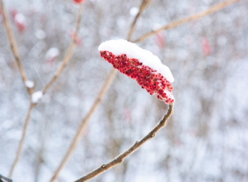 Синоптики рассказали, когда в Воронежской области растает снег