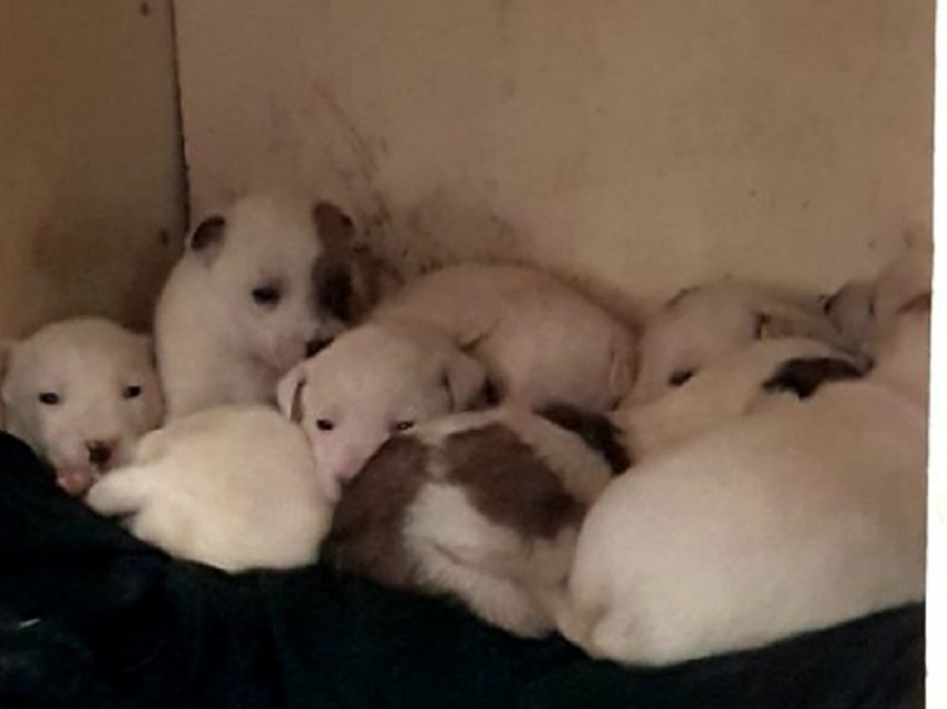 Жители Юго-Восточного микрорайона Борисоглебска просят помочь спасти щенков собаки