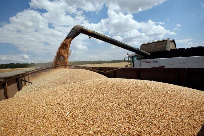  Более 100 000  тонн зерна отправили на экспорт из Воронежской области