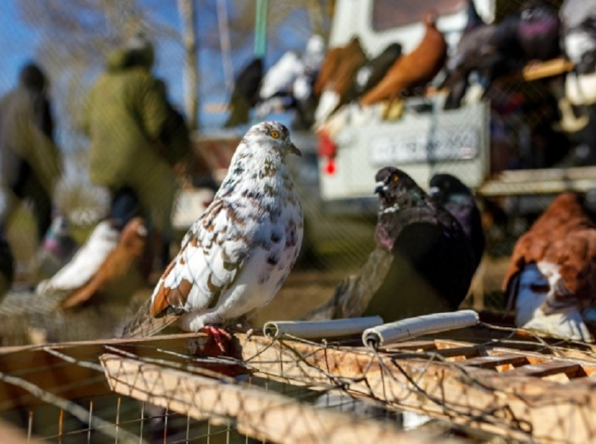 Традиционная выставка-ярмарка голубей прошла в Поворино