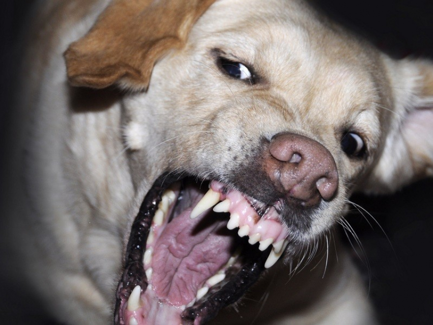 Нападением собаки на второклассницу в Борисоглебской школе №10 заинтересовались следователи