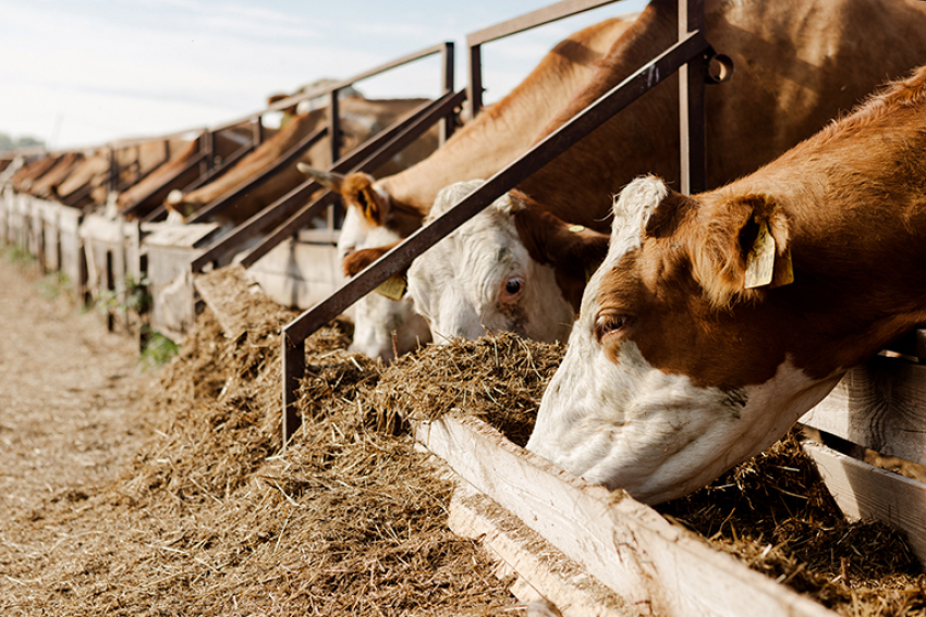 Сибирская язва могла попасть в Воронежскую область через привозные корма