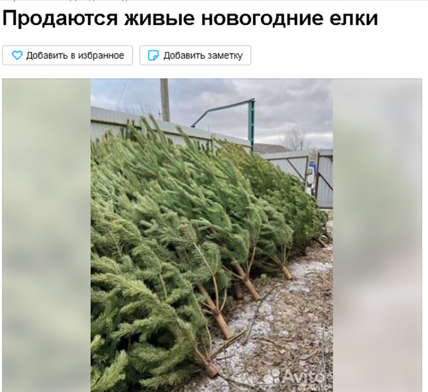 Почем елки? В Борисоглебске началась торговля «зеленым товаром»