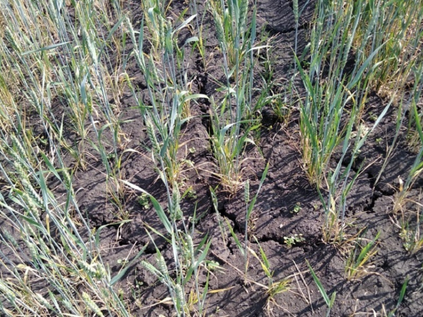 Жаркое лето стало угрозой будущему урожаю в  Борисоглебском округе