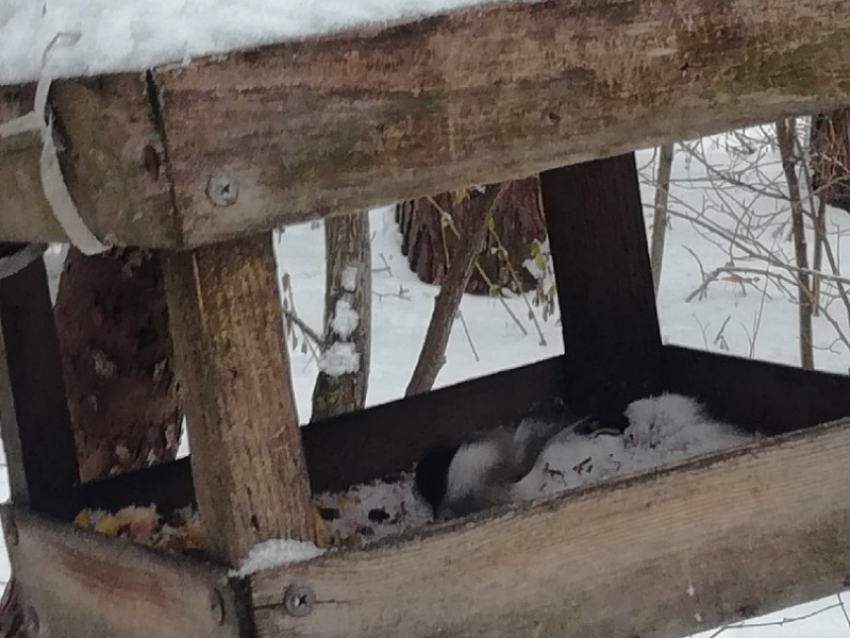 Как жители Борисоглебска помогают пережить зиму птицам и белкам