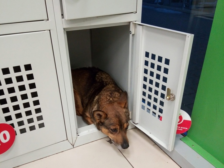 Грустного пса на охране оставленных вещей в «Пятерочке» сфотографировали в Новохоперске