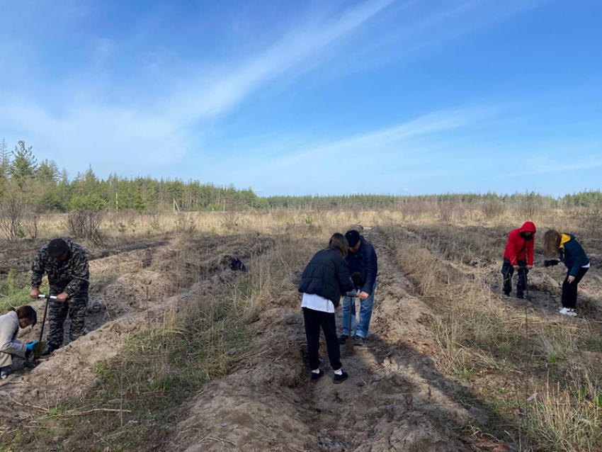 В Поворинском районе школьники вышли на посадку  леса