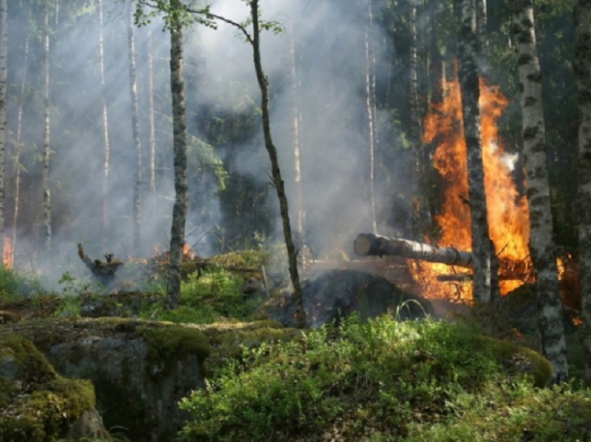 В Воронежской области продлят запрет на въезд в леса