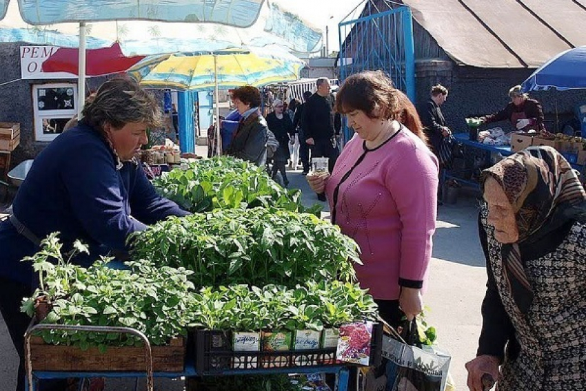 Жителей Воронежской области будут штрафовать за продажу семян и рассады