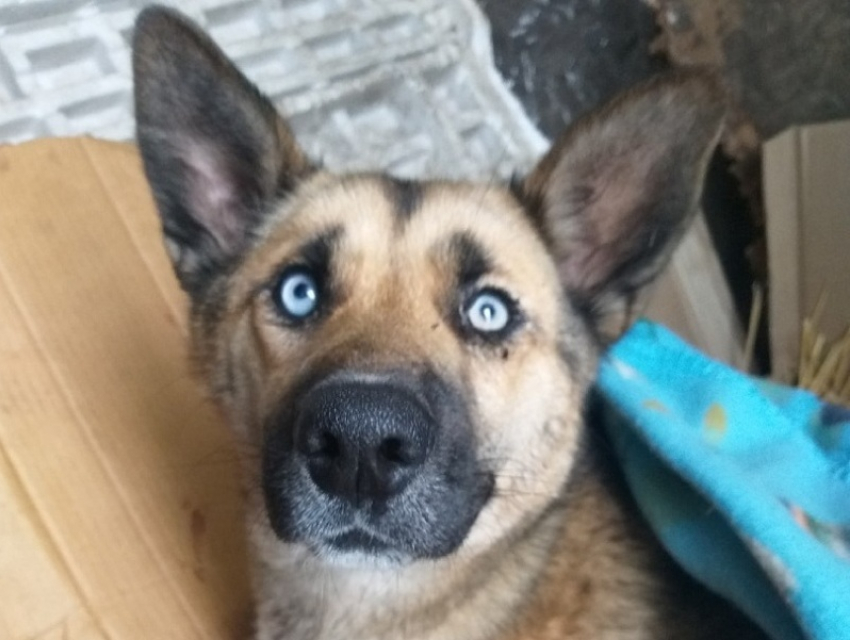 В Борисоглебске разыскивают владельцев собаки, которую сбил поезд