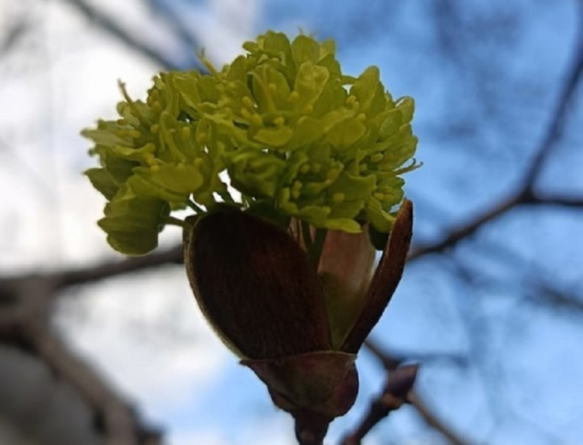 Преждевременное лето нагрянет в Борисоглебск в конце рабочей недели