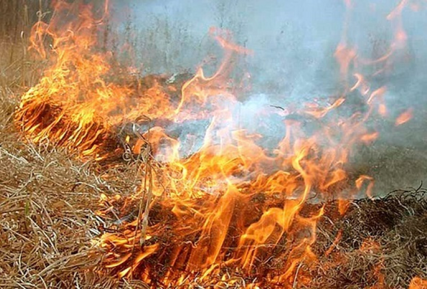 307 штрафов в Воронежской области выписали за сжигание сухой травы
