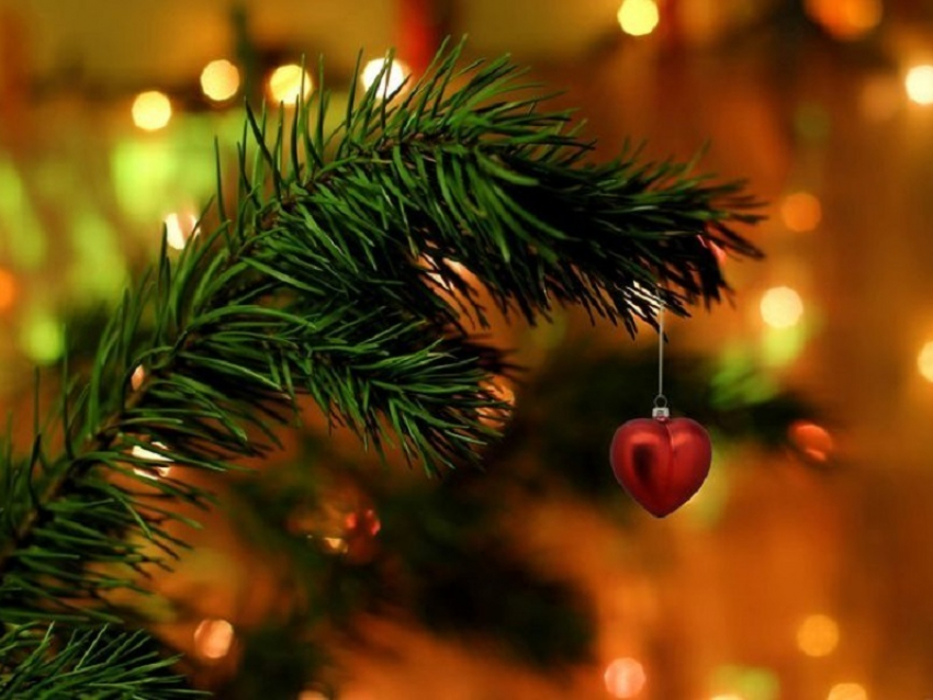 Как выбрать новогоднюю елку и что нужно делать, чтобы она дольше стояла