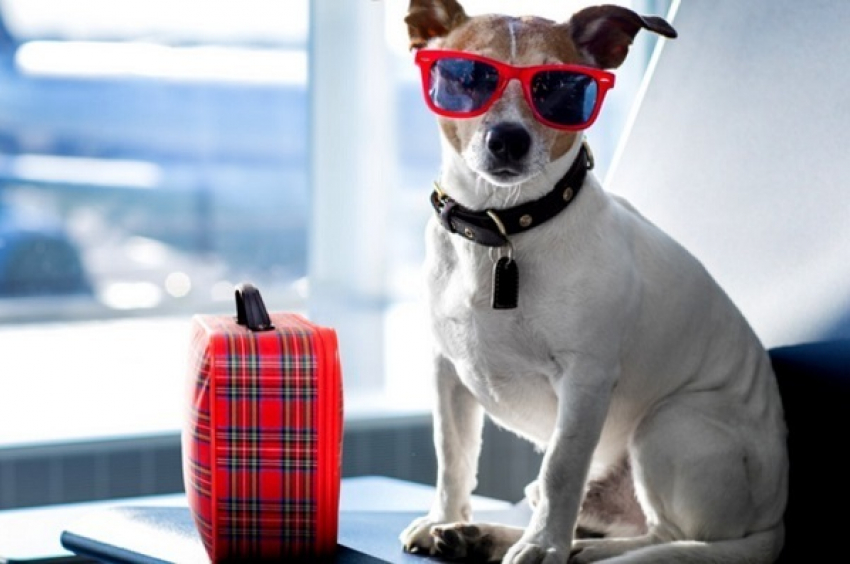 С 16 июля домашние питомцы смогут ездить в поездах без хозяев