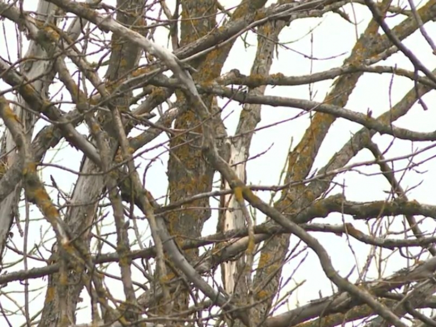 В 2025 году в Воронежской области обнаружили 306 карантинных объектов