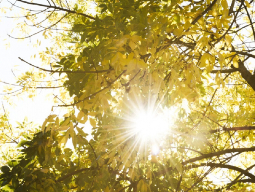 После похолодания в Воронежскую область вернётся жара