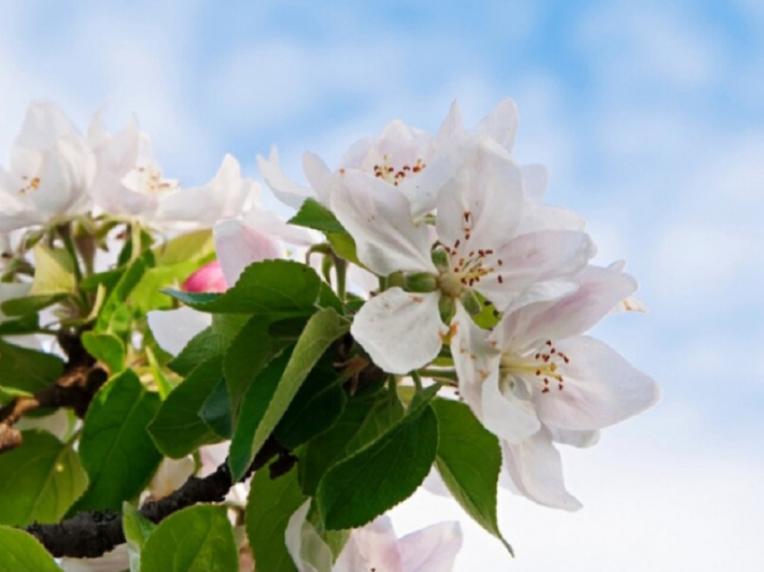 Следующие длинные выходные ожидают жителей Воронежской области в мае