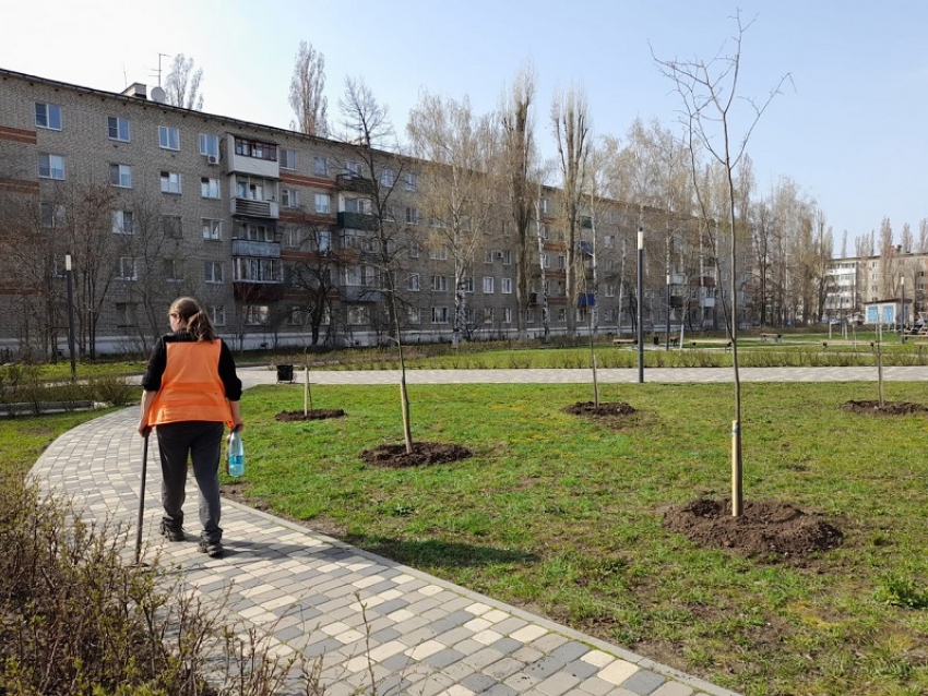 В Северном микрорайоне Борисоглебска высадили 50 саженцев лип