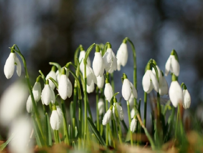 Синоптики сообщили о наступлении в Воронежской области метеорологической весны