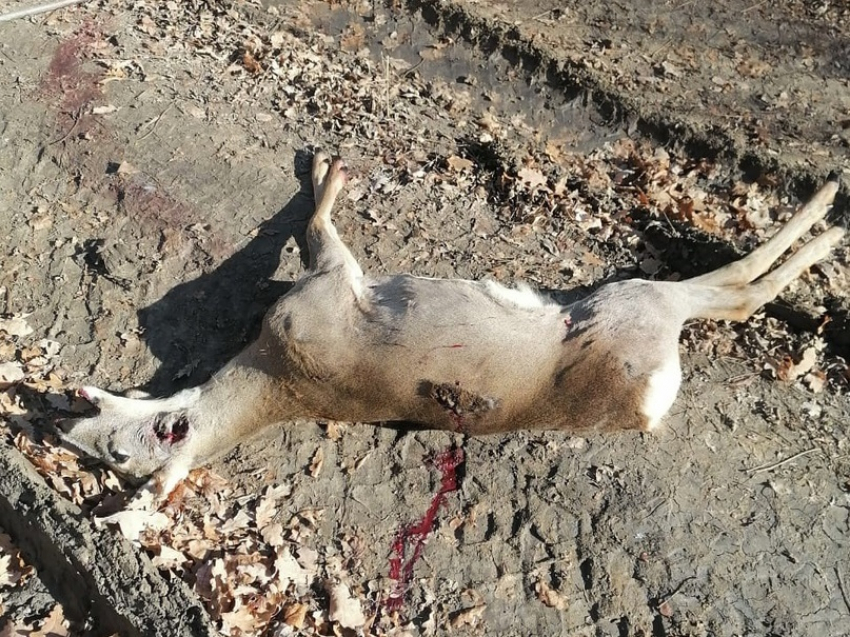 Борисоглебские охотоведы поймали браконьеров с незаконной добычей в Грибановском районе