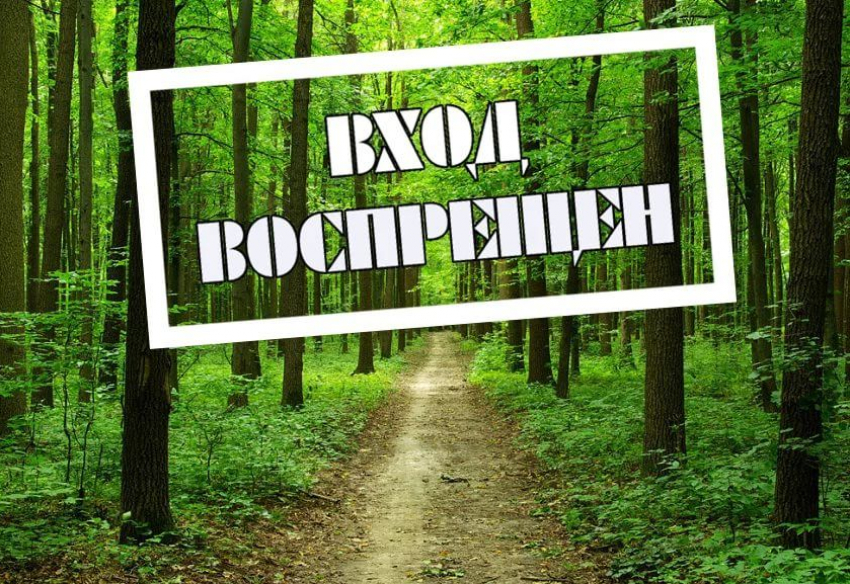 В Воронежской области запрещено посещать леса