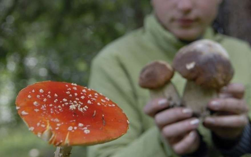В Грибановском районе пять грибников оказались в реанимации