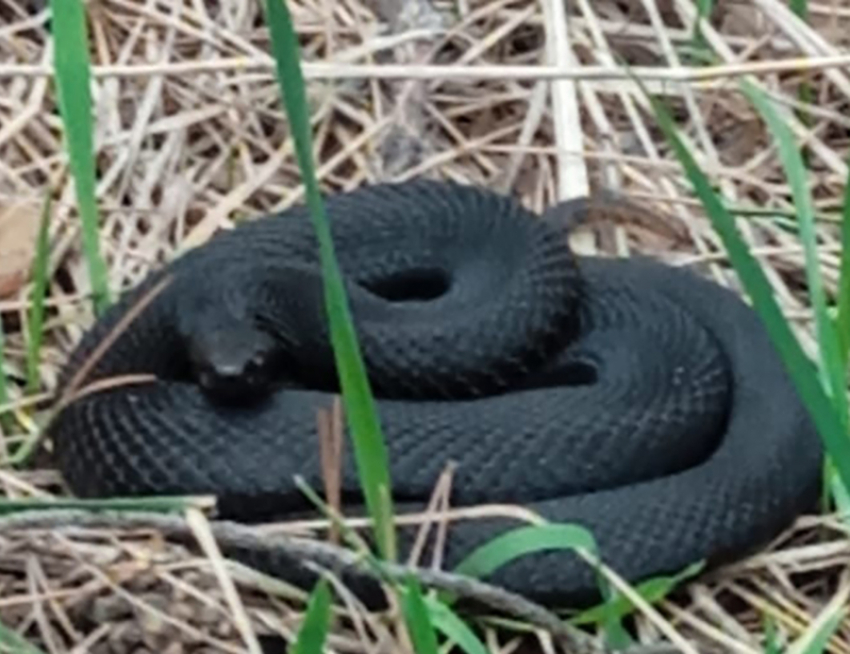  В поселке под Борисоглебском туристы наткнулись на змею 