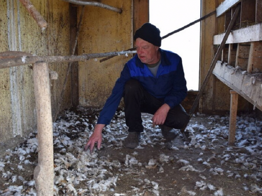 Чупакабра?! Неизвестный хищник обескровил 37 кур и 9 кроликов в Борисоглебском подворье
