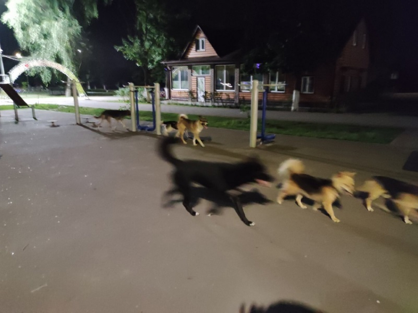 Российские города заполонили бродячие собаки: Борисоглебск- не исключение