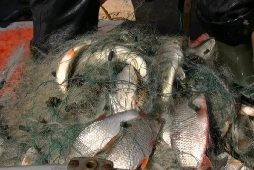 Двум борисоглебцам за незаконную ловлю рыбы грозит до 5 лет лишения свободы и до 1 млн. рублей штрафа