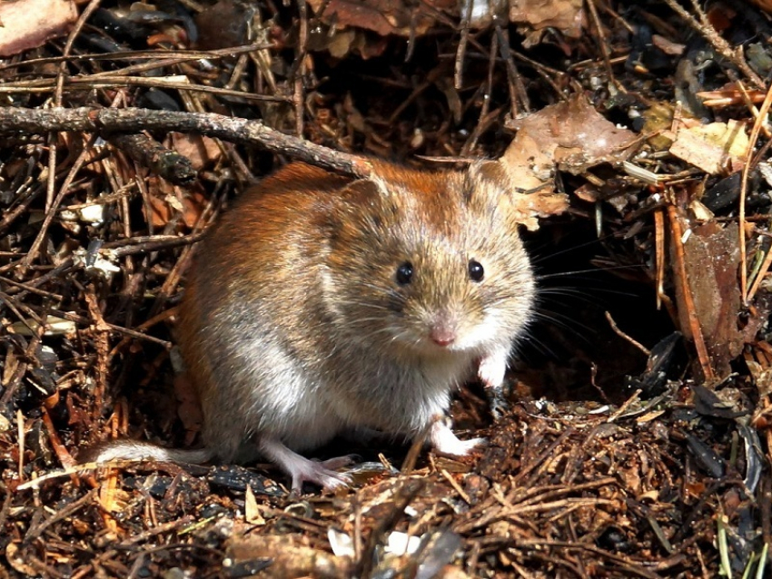 В Воронежской области участились случаи заболевания людей мышиной лихорадкой