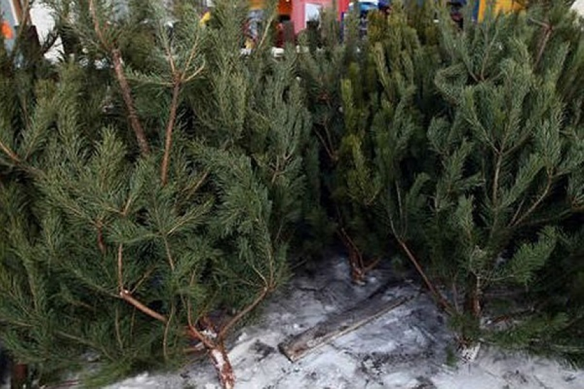 Купить новогоднюю елку в Борисоглебске можно будет уже 15 декабря