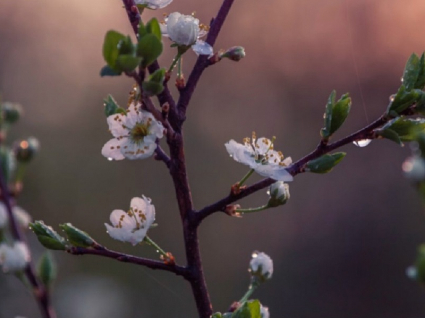 Апрель в Воронежской области будет теплее обычного