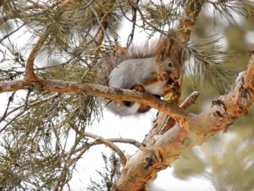 Завораживающее видео кормления опубликовал Воронежский заповедник